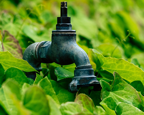 a tap outside surrounded by leaves