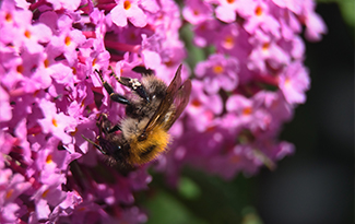 a bee sat on a pink flower