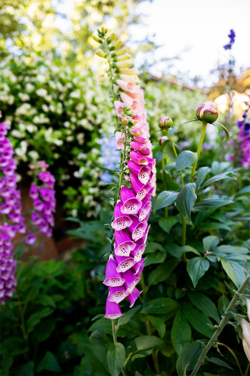 close up of gardens with colourful flowers